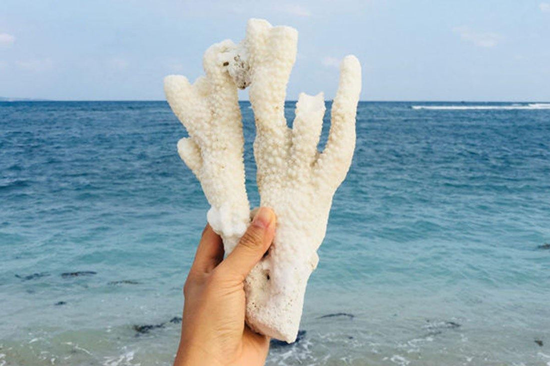 WILD PALM CORAL IDENTIFICATION GUIDE - souvikdeysample